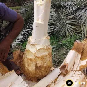 palm cheese